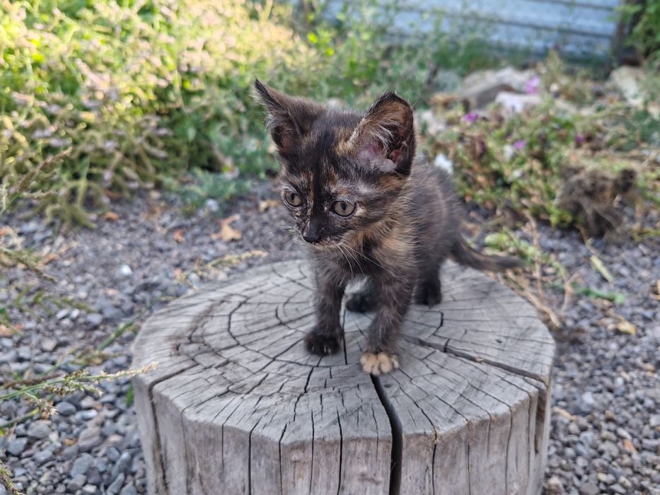 Отдаю котят в добрые ручки