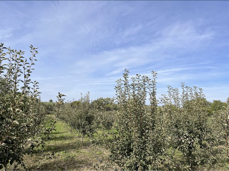 Dau un arendă/vând livadă 1 hectar