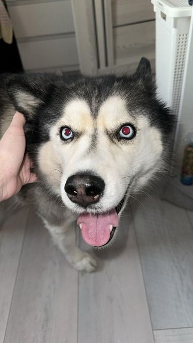 Животные потерялась