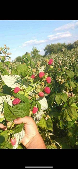 Продавм расът корени. От ягоди и малини
