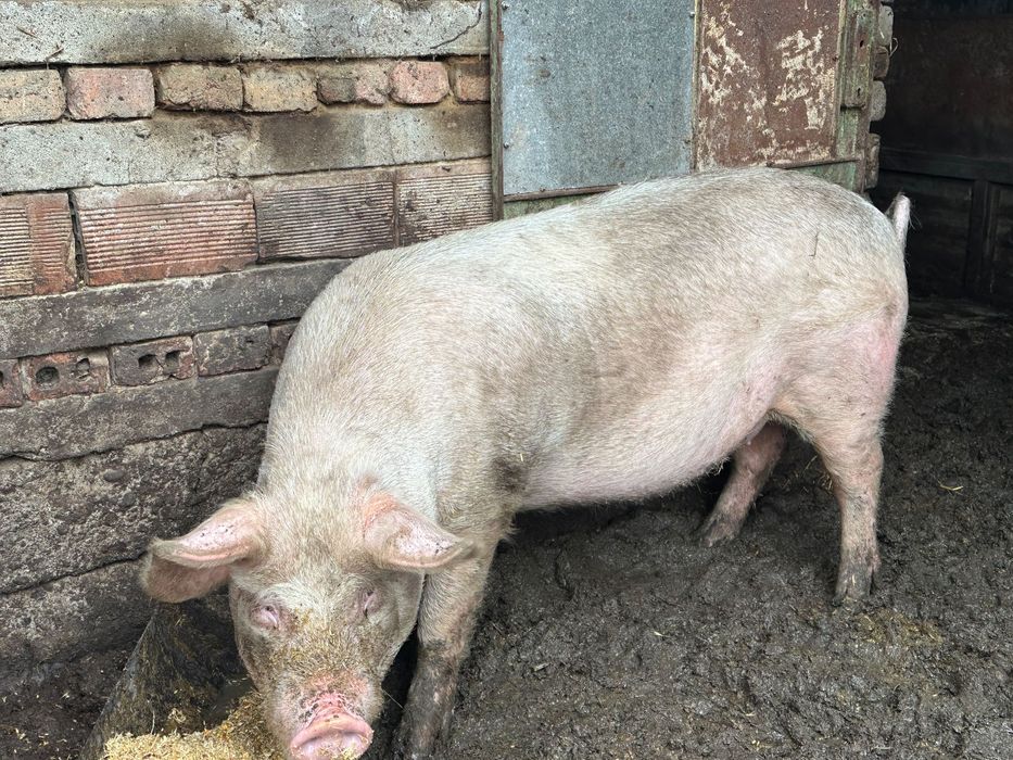 Продавам младо прасе