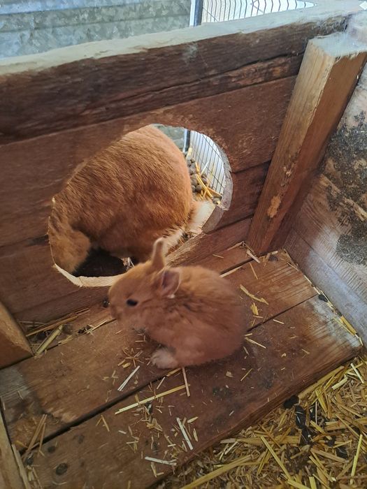 Quyon Zoti Burgund toza qon !