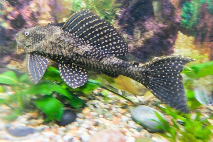 Сомики Чистильщики Хорошо Чистят ваш Аквариум Настоящие Пылесосы