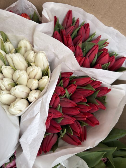 Тюльпаны крупный сорт