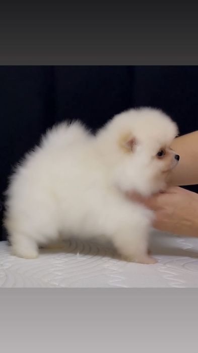 Щенки мини шпиц мальчики