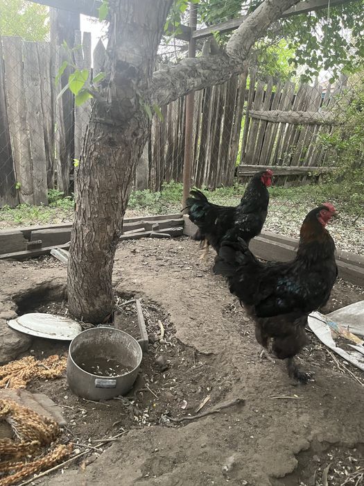 Петухи Брама черная.