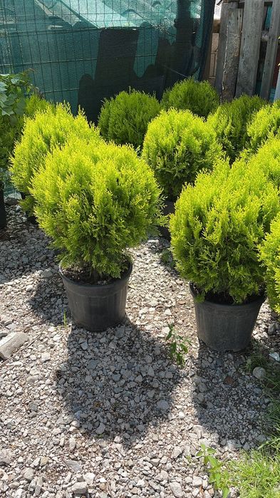 Vindem diferite specii de plante globulare