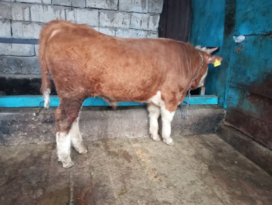 Продам бычка, быка