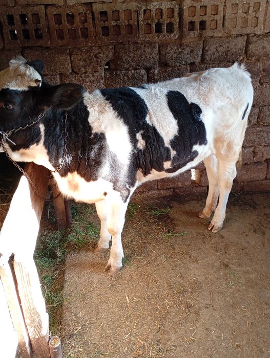 Vițea de vânzare în județul olt