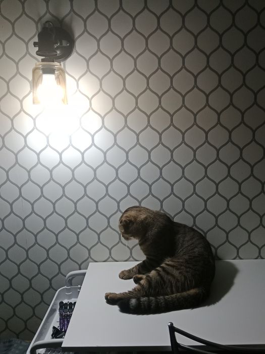 Вязка ,кот шотландец,вислоухий