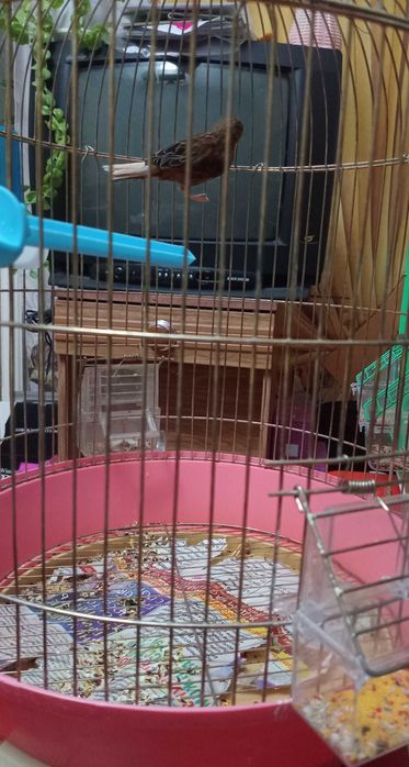 Канарейка-девочка