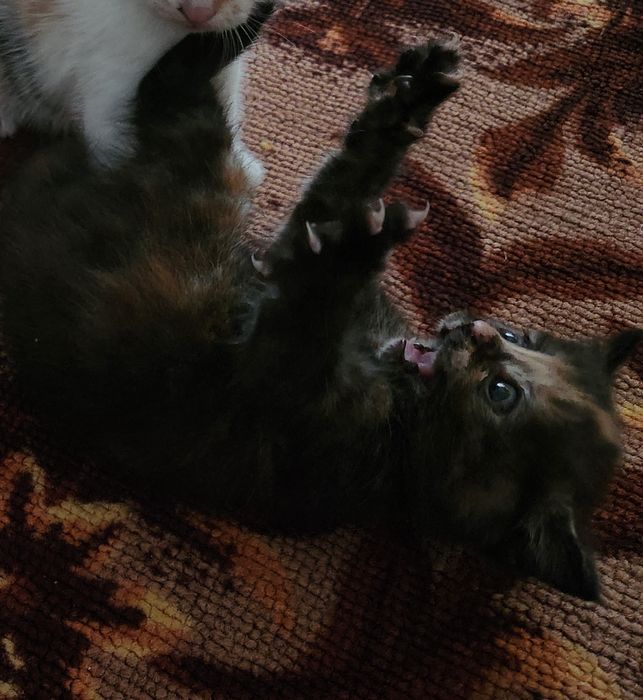 Отдам котят в добрые руки