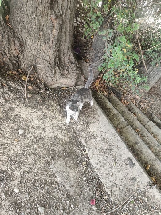 Котёнок мальчик 2 месяца