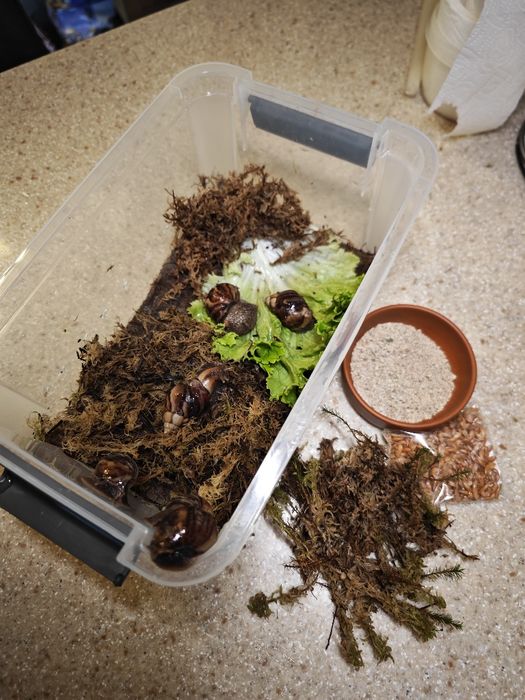 Ахатин улитка большая