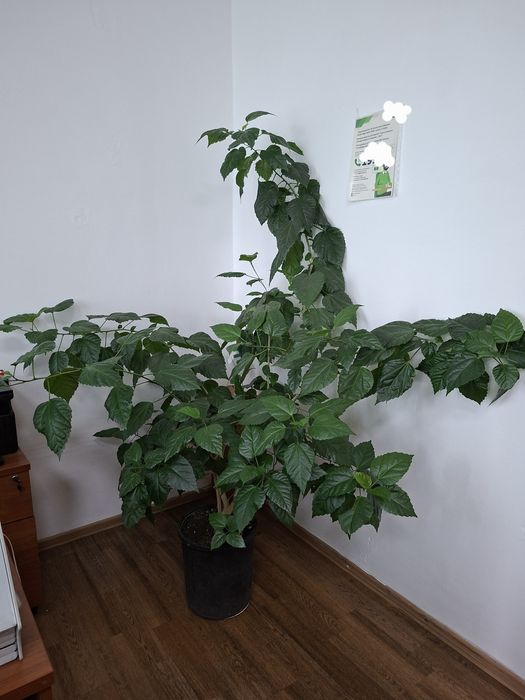 Продам китайскую розу