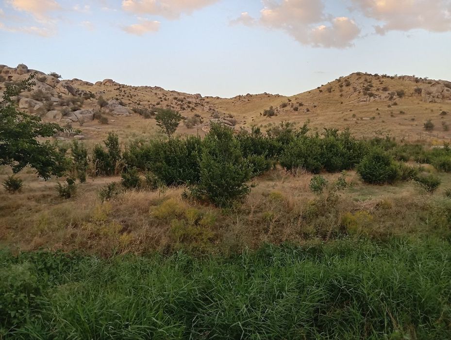 Manzarali daraxt  ko'chatlari