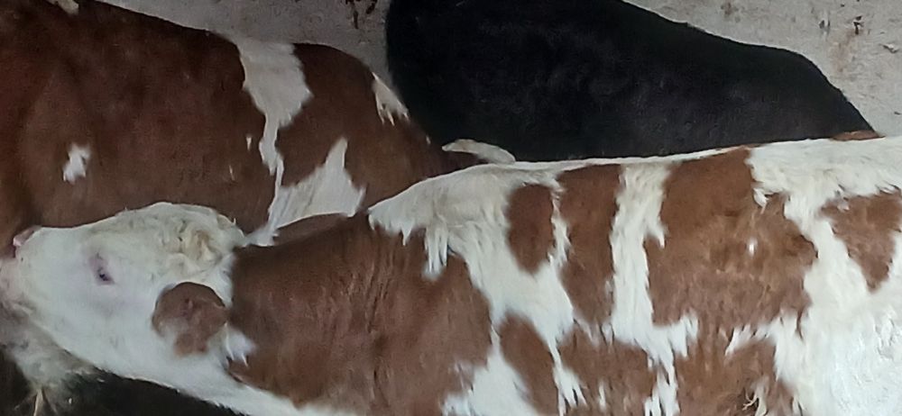 Vitei taurasi si vitele baltata si belgian angus