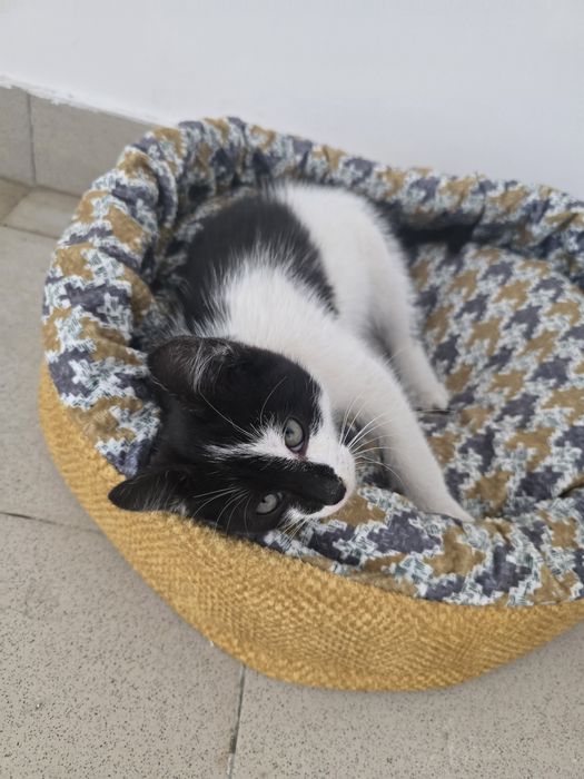 Котёнок ищет семью