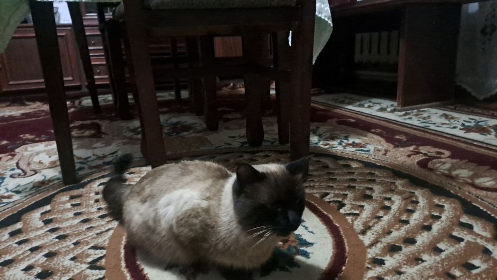 Siyam mushuk sotiladi erkaga va ayoli bir yosh