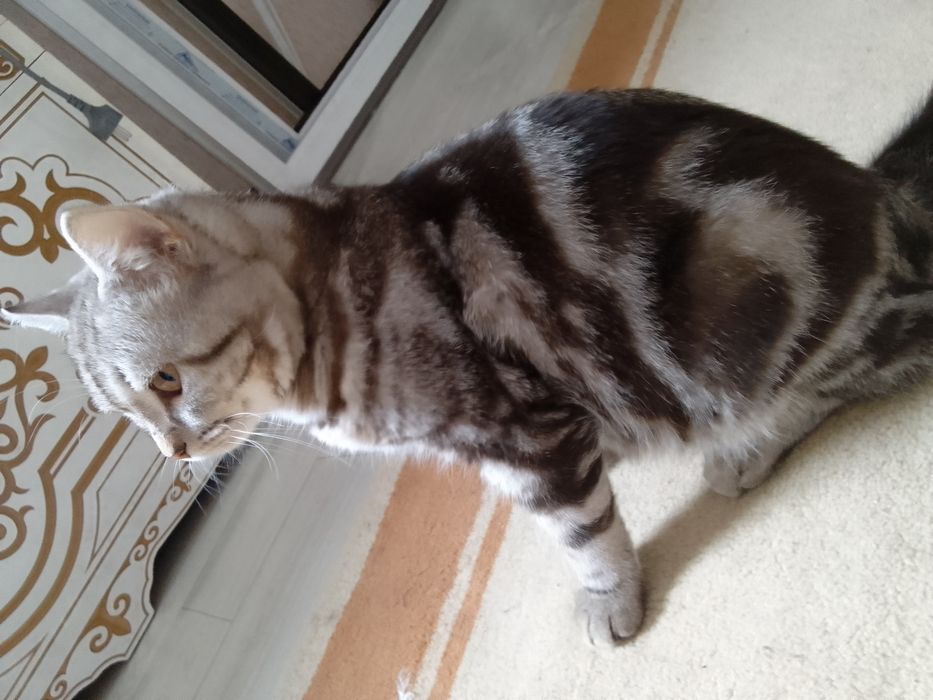 Продам шотландского кота