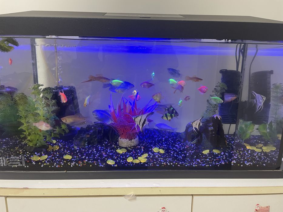 Vand 2 acvarii cu peste 30 pesti!