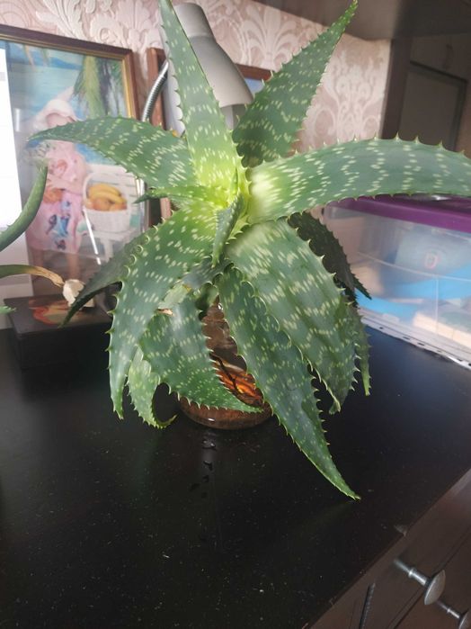 алое вера, отростки