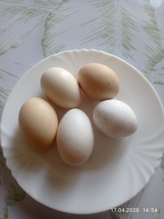 Продам домашние яйца