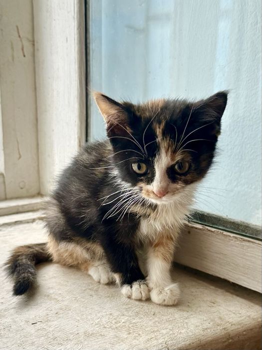 Котенок девочка 2 месяца
