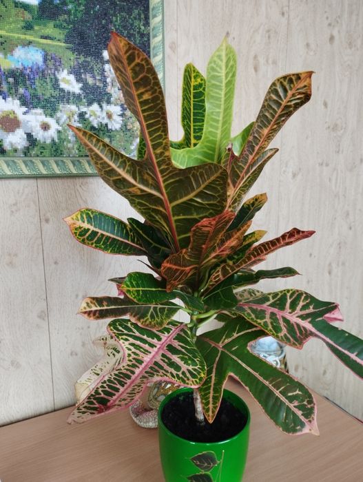 Продам  молодой кротон