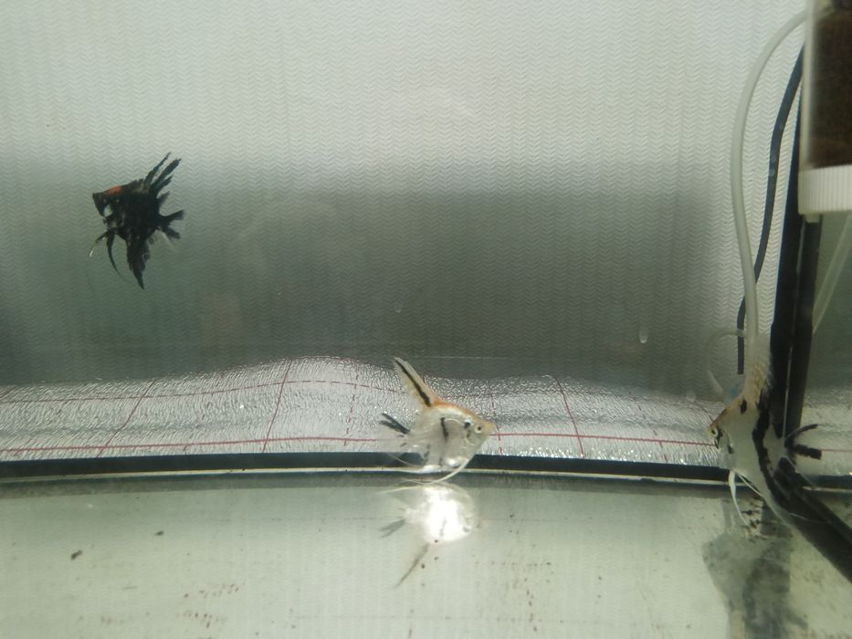 Срочно продам аквариумных рыбок