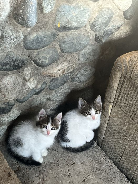 Отдам котят в добрые руки