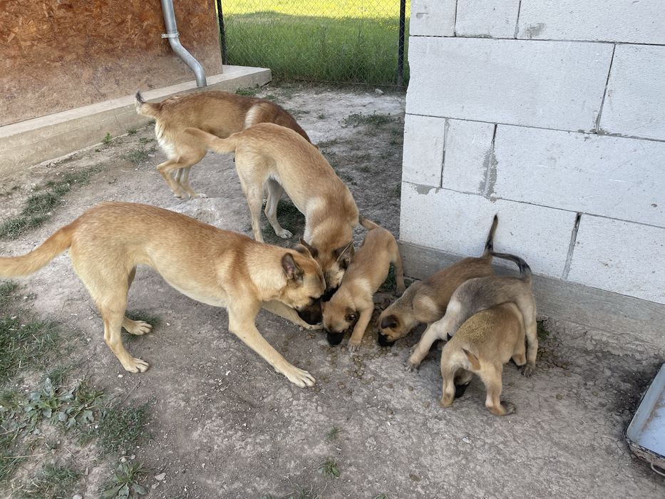 Catelusi Malinois,spre adoptie!