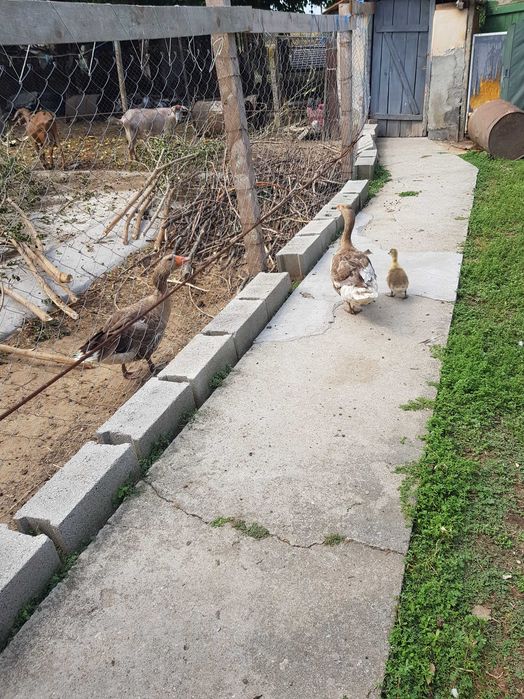 Продавам патки пуйки гъски и зайци
