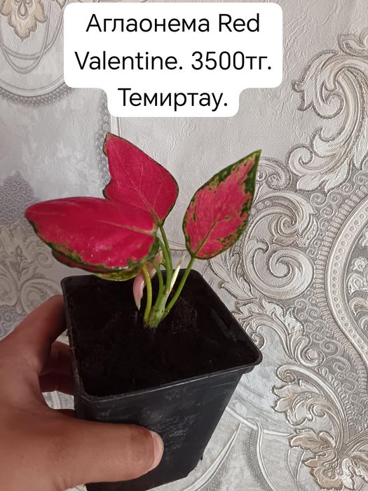 Продам комнатные цветы