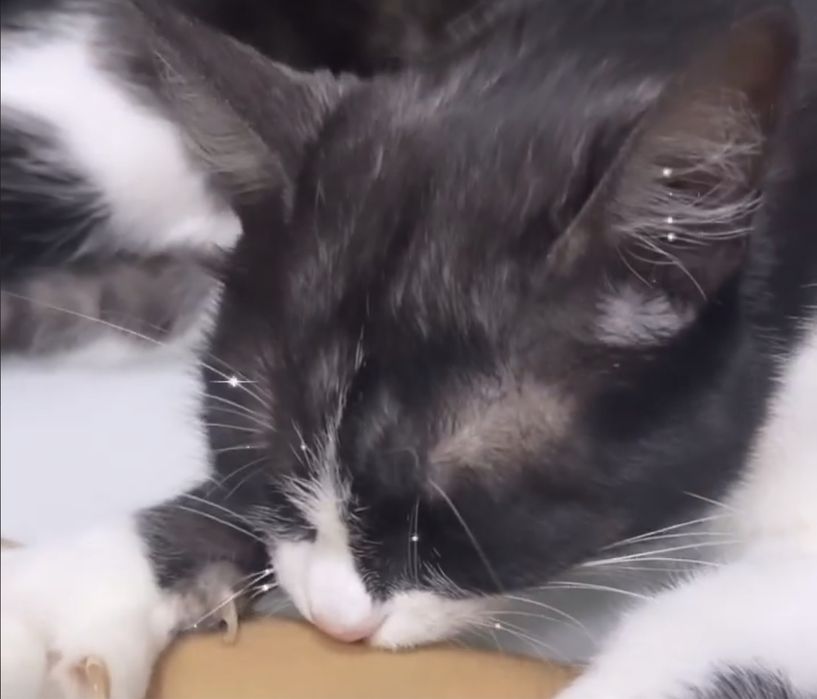 Пропала кошка