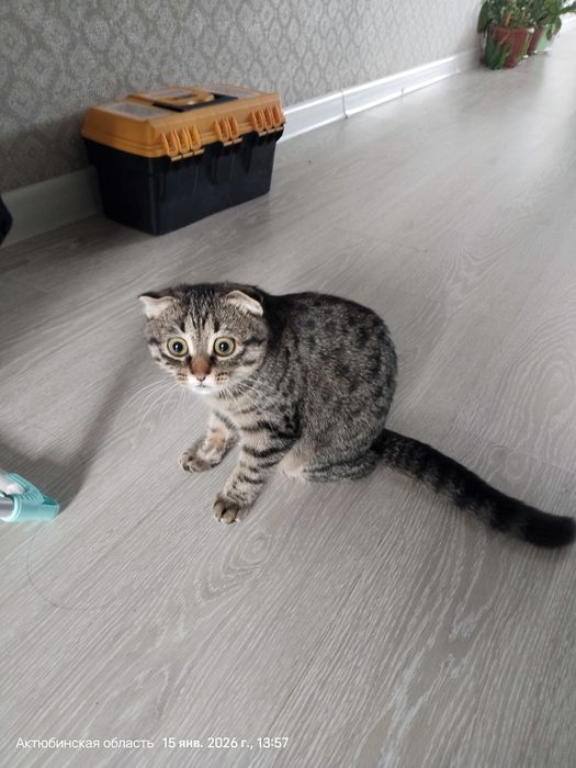 Отдам катенка мальчик