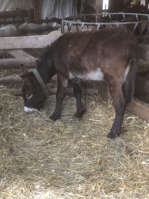 Vand oi si un magarus !