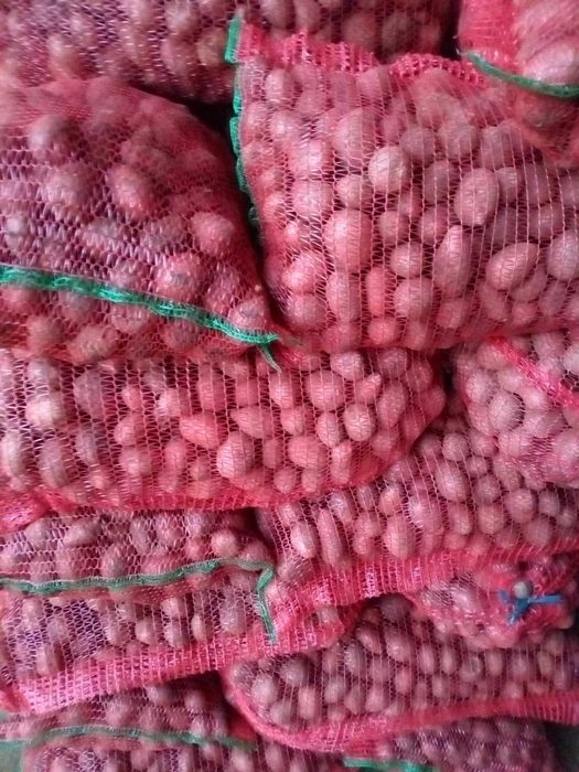 Cartofi de vanzare samanta