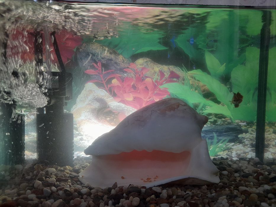 Akvarium Baliqlar