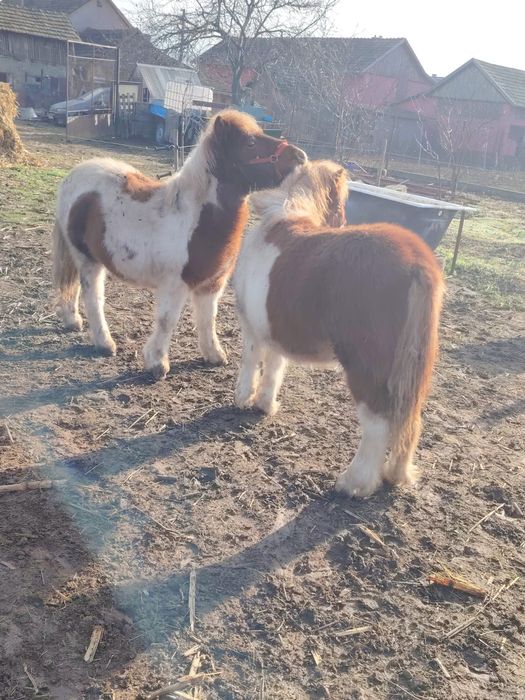 Pereche manze de ponei si capre pitice