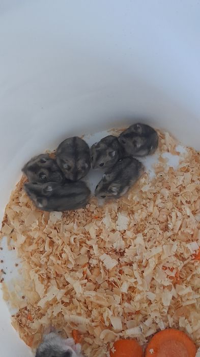 Хомячков джунгарских