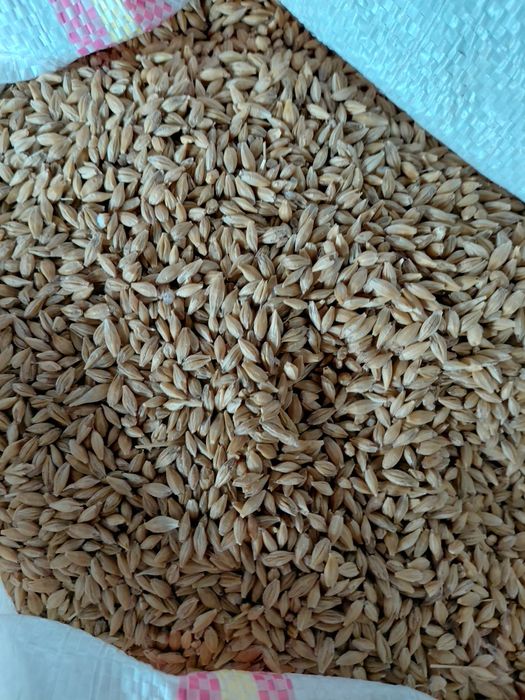 Vand ovaz si orzoaica de primavara