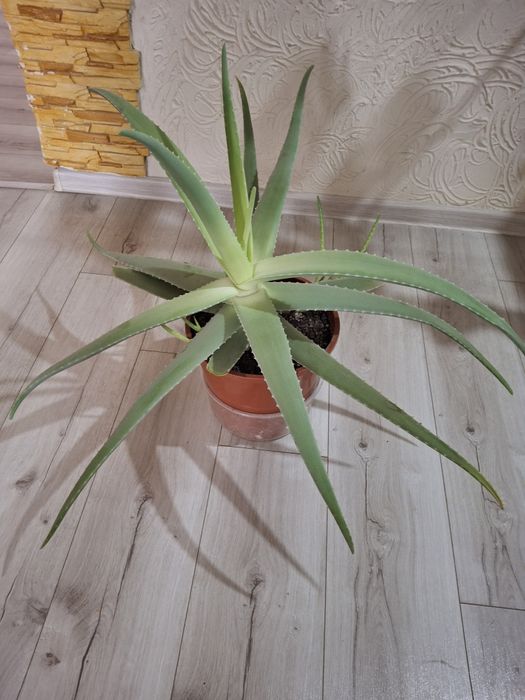 Алоевера лечебное