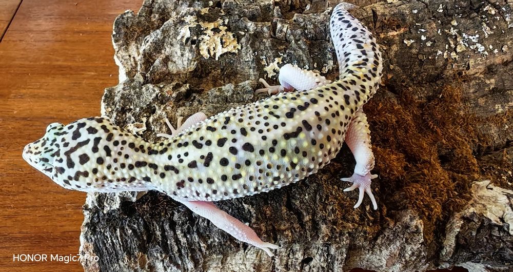 Леопардов гекон( Eublepharis macularius )