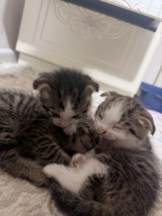 Котята вислоухие