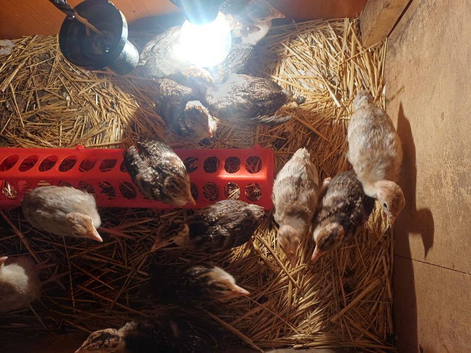 Индюк күркетауық