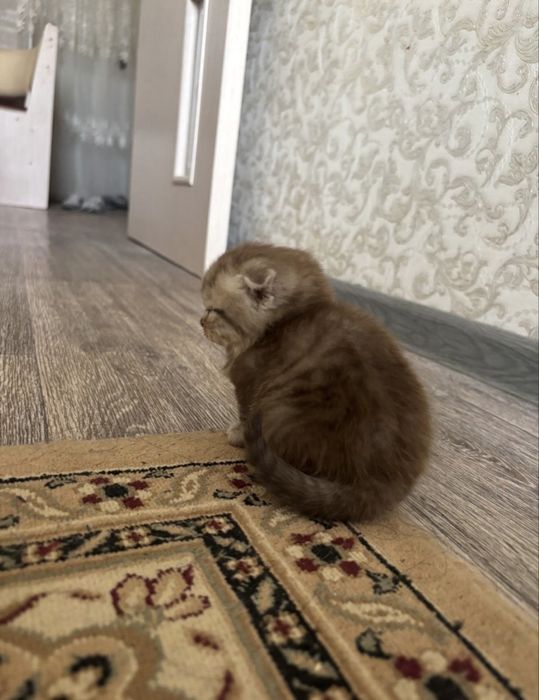 Шотландские котята