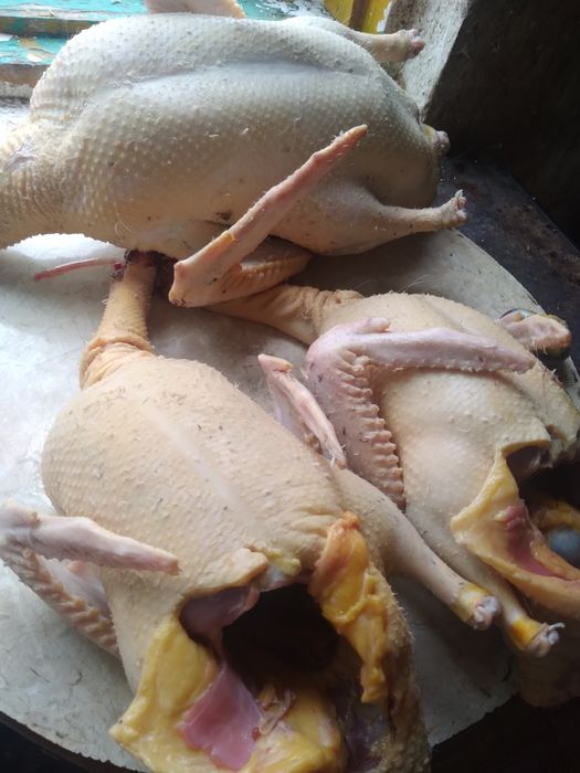 Домашнии тушки уток недорого