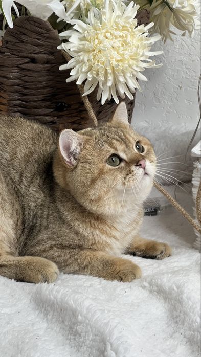 Бритагский мальчик NY24