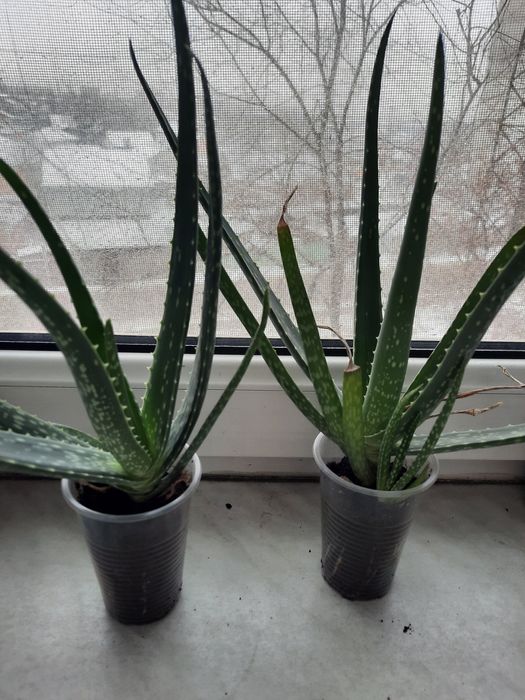 Продам алоэ вера